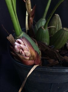 Xylobium variegatum