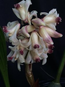 Xylobium variegatum