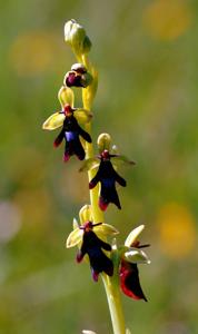 Ophrys insectifera