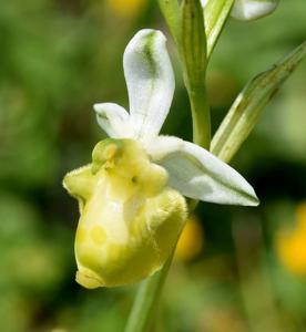 Ophrys holosericea subsp. holosericea