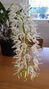 Dendrobium speciosum var. blackdownense