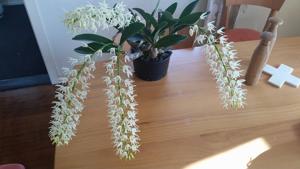 Dendrobium speciosum var. blackdownense