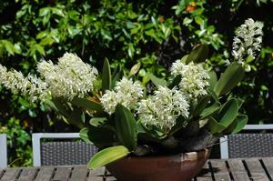 Dendrobium speciosum var. boreale