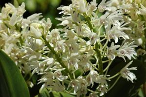 Dendrobium speciosum var. boreale