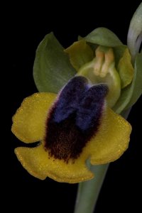 Ophrys lutea