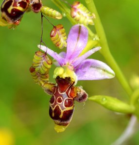 Ophrys scolopax