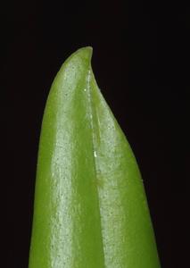 Cylindrolobus biflorus