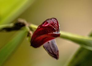 Zootrophion atropurpureum