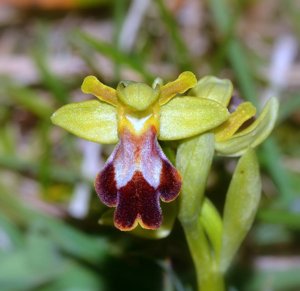 Ophrys fusca subsp. fusca
