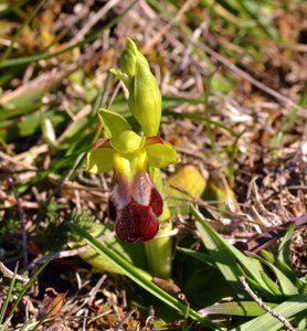 Ophrys fusca subsp. fusca