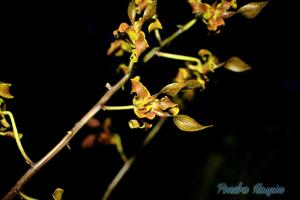 Dendrobium helix