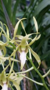Dendrobium macranthum