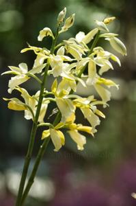 Phaius tankervilleae