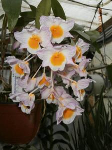 Dendrobium farmeri
