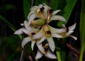 Xylobium variegatum