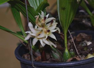Xylobium variegatum