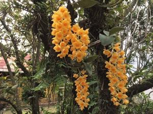 Dendrobium farmeri