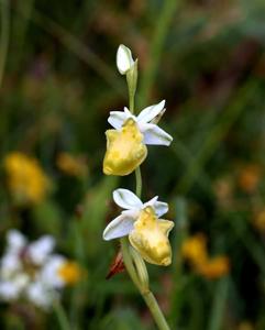 Ophrys holosericea subsp. holosericea