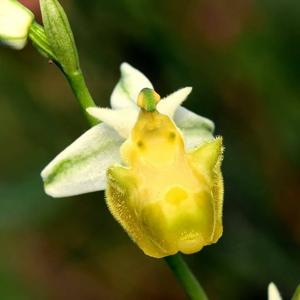 Ophrys holosericea subsp. holosericea