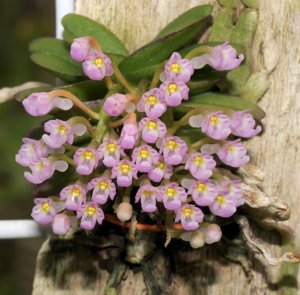 Schoenorchis fragrans