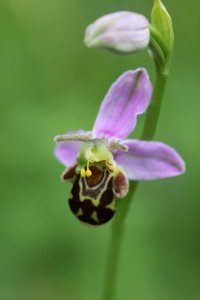 Ophrys apifera