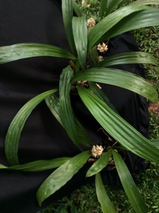 Xylobium variegatum