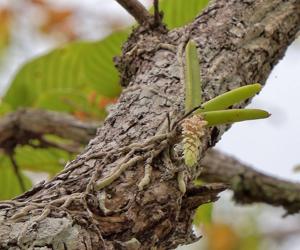 Cleisomeria pilosula