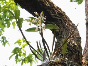 Dendrobium thyrsiflorum