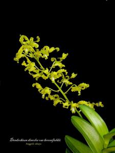 Dendrobium discolor var. broomfieldii