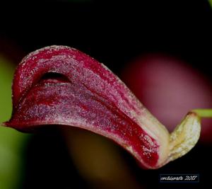 Zootrophion atropurpureum