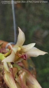Xylobium variegatum