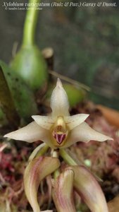 Xylobium variegatum