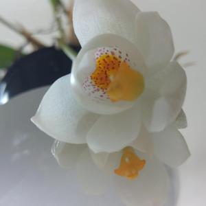 Sievekingia butcheri