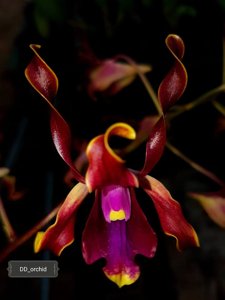 Dendrobium lasianthera