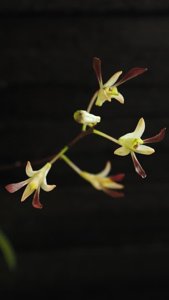 Dendrobium carronii