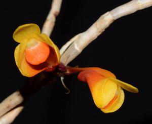Dendrobium subclausum