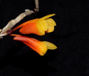 Dendrobium subclausum