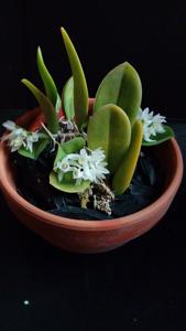 Meiracyllium trinasutum