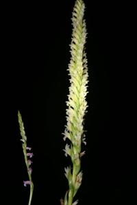 Spiranthes porrifolia