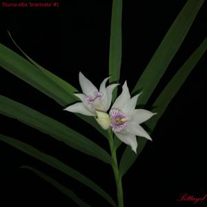 Thunia alba var. bracteata