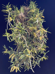 Tridactyle bicaudata