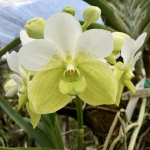 Vanda sanderiana