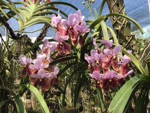 Vanda sanderiana