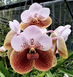 Vanda sanderiana