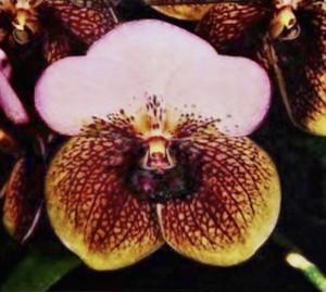Vanda sanderiana