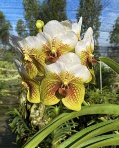 Vanda sanderiana