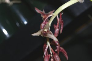 Xylobium variegatum