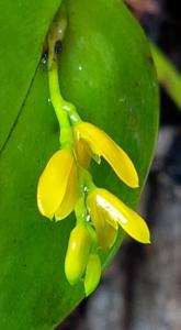 Acianthera discophylla