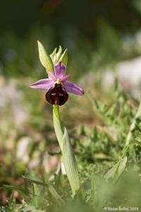 Ophrys argolica subsp. biscutella