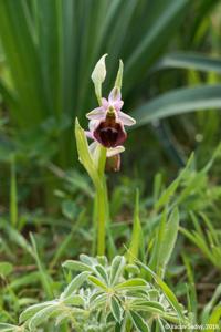 Ophrys argolica subsp. biscutella